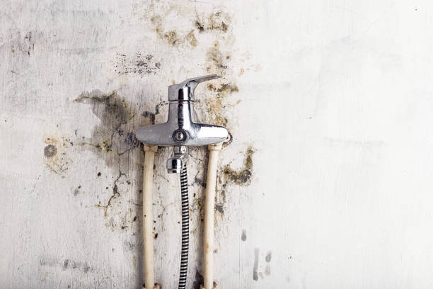 Best DIY Mold Remediation Support Services in Petersburg, AK