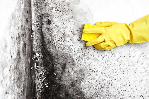 Best Mold Remediation for Specific Building Types in Petersburg, AK