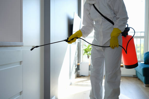 Best Kitchen Mold Remediation in Petersburg, AK