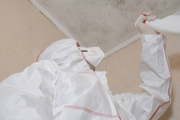 Best Basement Mold Remediation in Petersburg, AK