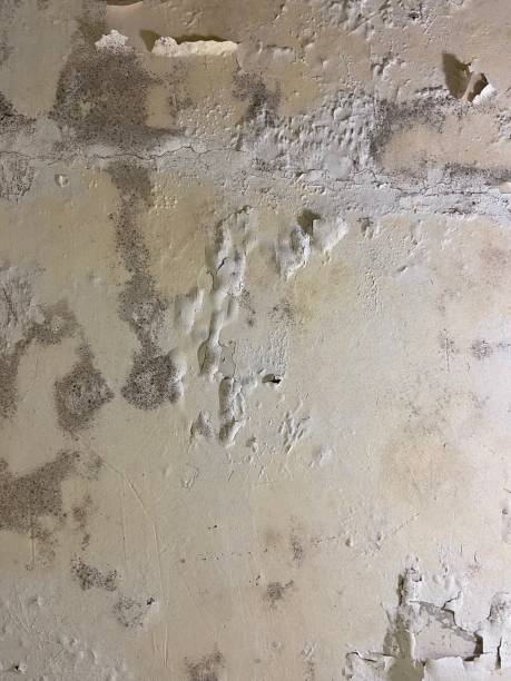 Best Attic Mold Remediation in Petersburg, AK