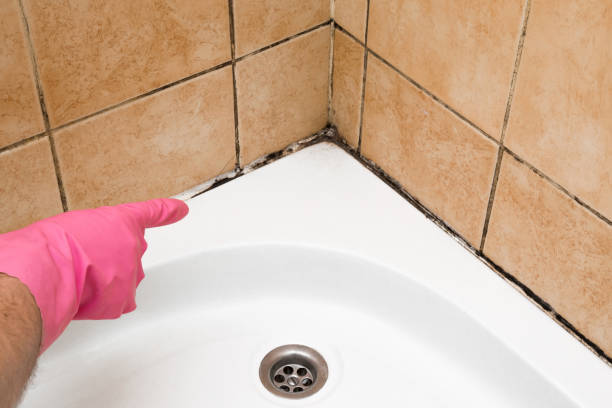 Trusted Petersburg, AK Mold Remediation Experts